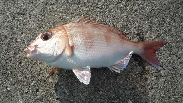 天草チヌ釣り情報18秋 鳩の釜漁港 真鯛が釣れました 九州どぎゃんブログ